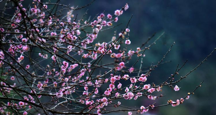寒冬中的梅花奇迹（冬天梅花的特点与魅力）