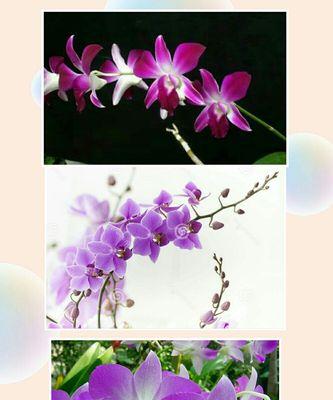兰花语的寓意及文化传承（探索兰花背后的情感与智慧）
