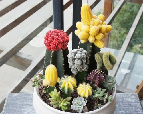 探秘多肉仙人掌的花语奥秘（多肉仙人掌的花语）