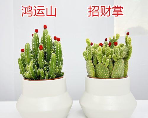 探秘多肉仙人掌的花语奥秘（多肉仙人掌的花语）
