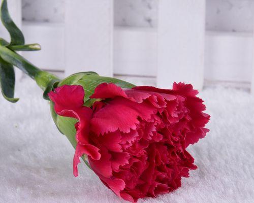 多头康乃馨——传递多重祝福的花朵（康乃馨的多重含义及其象征意义）