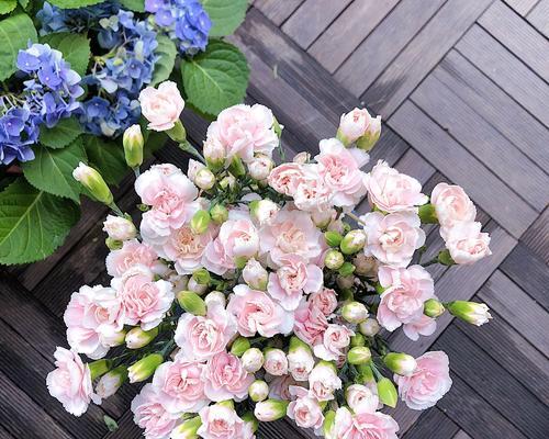 多头康乃馨——传递多重祝福的花朵（康乃馨的多重含义及其象征意义）