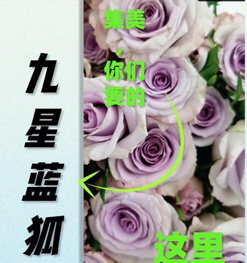 解读多头玫瑰九星蓝狐的花语之美（蓝狐花语的隐喻与象征）
