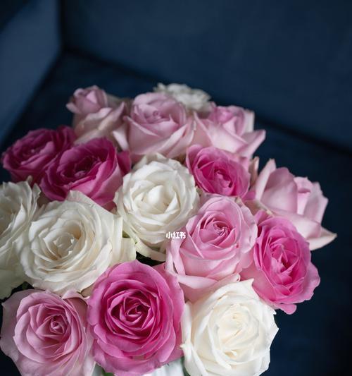 粉红雪山玫瑰花语的美丽与寓意(探寻粉红雪山玫瑰花的独特意义与传递之道) 粉红雪山玫瑰花语的美丽与寓意(探寻粉红雪山玫瑰花的独特意义与传递之道)