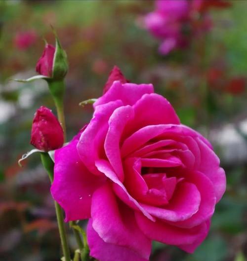 粉红月季花的花语与美丽意义（揭秘粉红月季花的花语与象征）