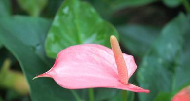 粉色马蹄莲花（传递幸福与纯洁的精神花朵）