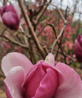 粉色玉兰花花语（探寻粉色玉兰花的花语和美丽之秘）