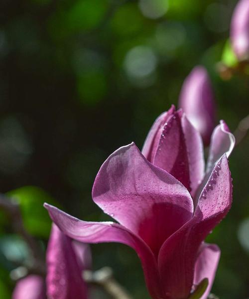 粉色玉兰花花语（探寻粉色玉兰花的花语和美丽之秘）