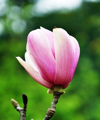 粉色玉兰花花语（探寻粉色玉兰花的花语和美丽之秘）