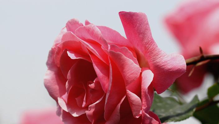 粉色月季的花语——爱的纯真与柔美（绽放的幸福）