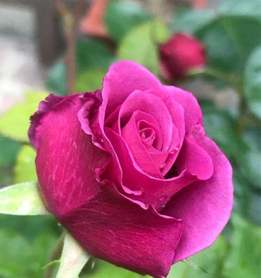 粉色月季的花语——爱的纯真与柔美（绽放的幸福）