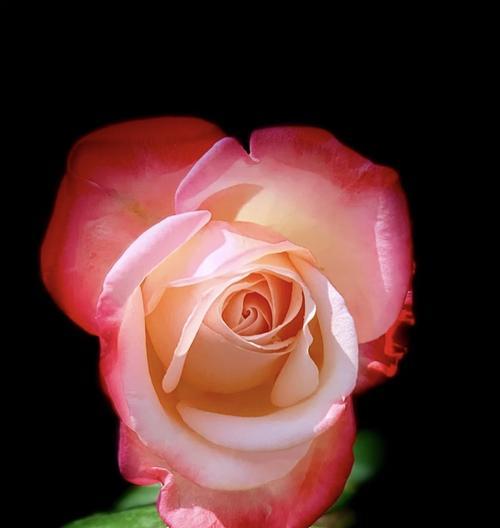 粉色月季花（从花海中绽放出的温柔）