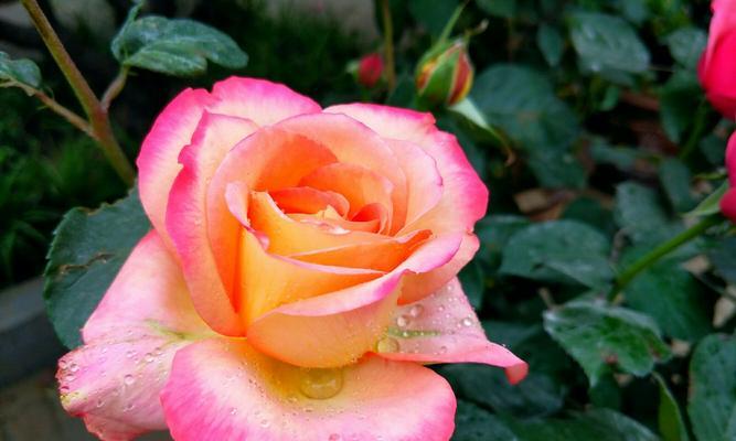 粉色月季花（从花海中绽放出的温柔）