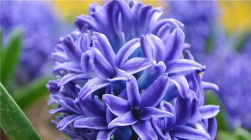 红色风信子花语的寓意与象征——热情、爱情和希望（红色风信子传递着浓厚的情感）