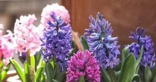 红色风信子花语的寓意与象征——热情、爱情和希望（红色风信子传递着浓厚的情感）