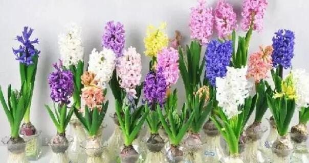 风信子花语（春风十里香满园）