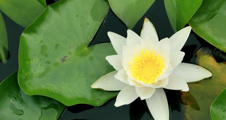 睡莲花语之美——花开如诗，情深似水（各色睡莲花语传递的情感与寓意）