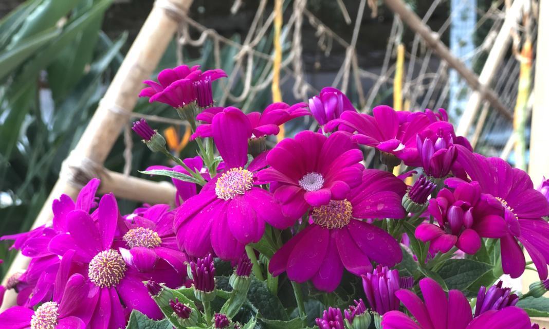 瓜叶菊的花语及其传达的意义（解读瓜叶菊的花语与美丽的寓意）