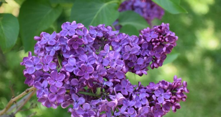 丁香花的花语——美丽与永恒（揭开丁香花背后的深刻寓意）