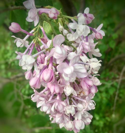 丁香花的花语——美丽与永恒（揭开丁香花背后的深刻寓意）