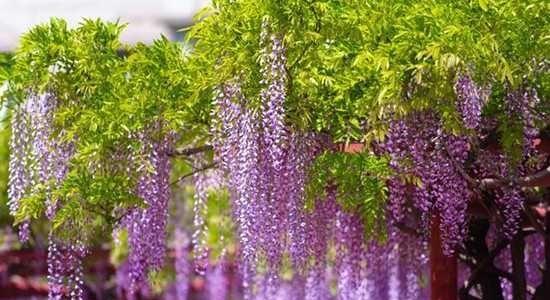 紫藤花语（紫藤花语的含义及传承）