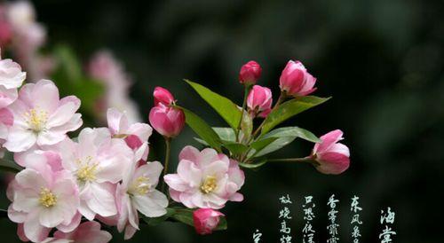 观叶海棠花语（借叶海棠花语探索生命的意义与价值）