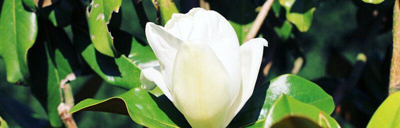广玉兰花（传递希望与美丽的广玉兰花及其文化意义）