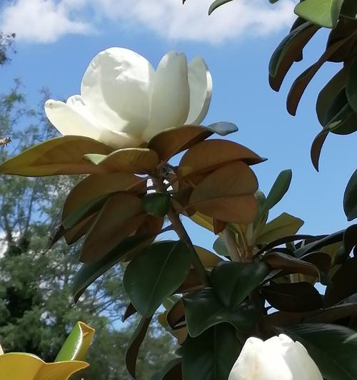广玉兰花（传递希望与美丽的广玉兰花及其文化意义）