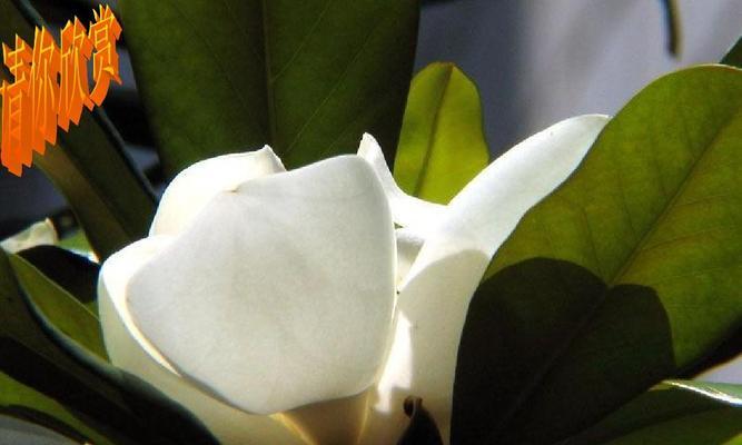 广玉兰花的象征意义及价值（广玉兰花的文化内涵与美学价值）
