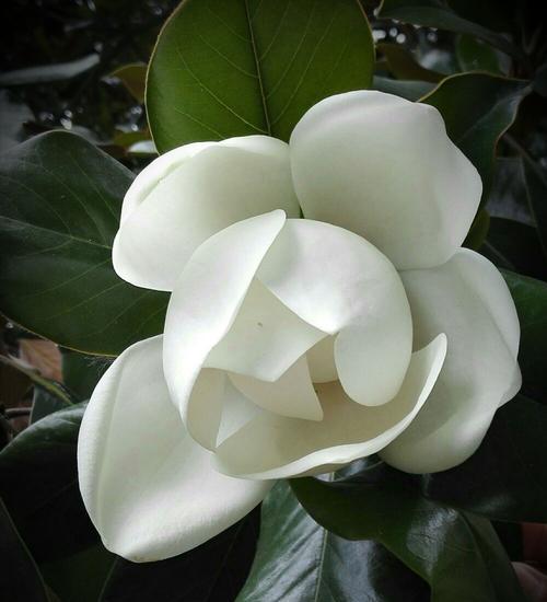 广玉兰花的象征意义及价值（广玉兰花的文化内涵与美学价值）