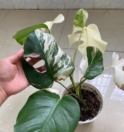 以龟背竹的花语——坚韧与希望（以龟背竹的花语传递的生命哲学和美好愿景）