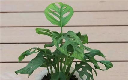以龟背竹的花语——坚韧与希望（以龟背竹的花语传递的生命哲学和美好愿景）