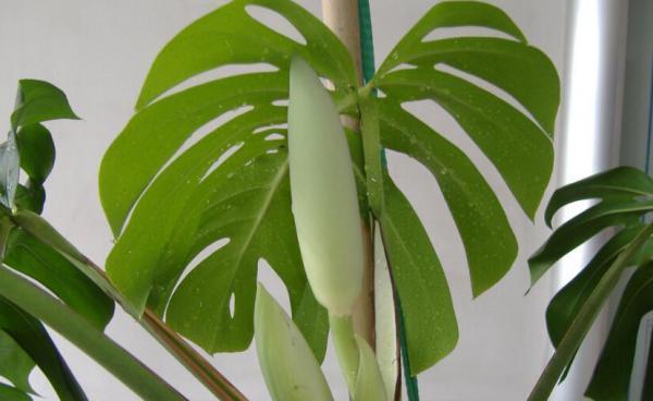 龟背竹（执着）