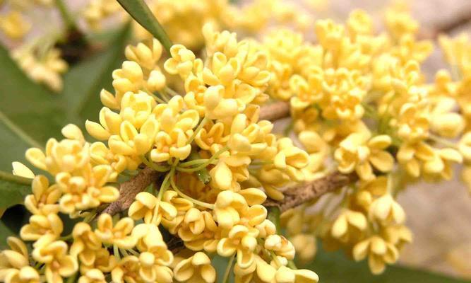 桂花花语（桂花的花语及其象征意义）