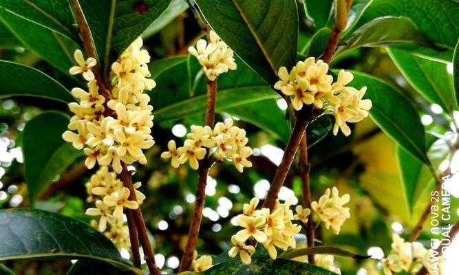 桂花花语（桂花的花语及其象征意义）