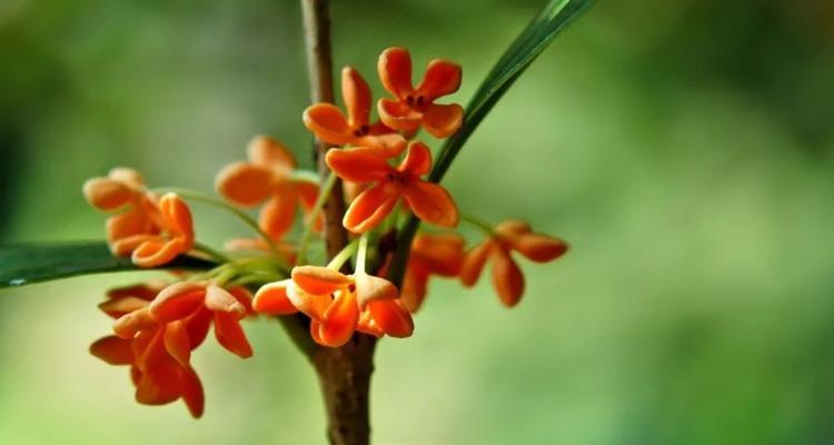 桂花花语（桂花的花语及其象征意义）