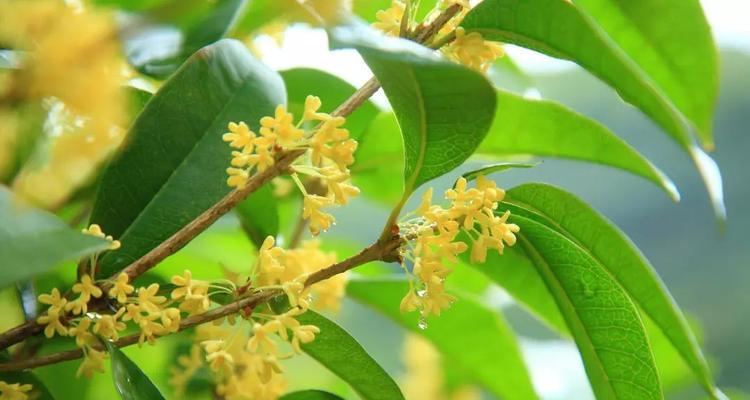 桂花花语（解读桂花花语）