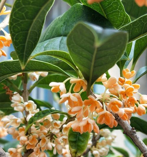 桂花开花的寓意（桂花之美与人生哲理）
