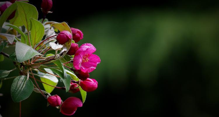 海棠花的美丽与深意（婉约高贵）