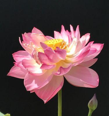 荷花花语（探索荷花的花语及其意义）