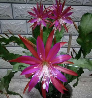 以荷花令箭花花语赏析（荷花令箭花花语的深意与传承）