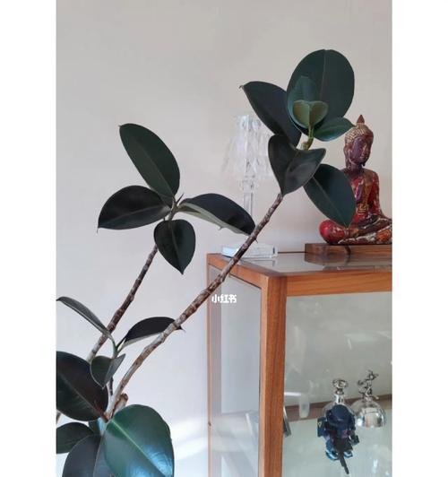 黑金刚橡皮树（黑金刚橡皮树的成长与意义）