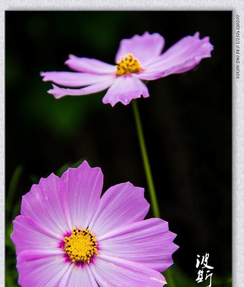 黑色波斯菊花语