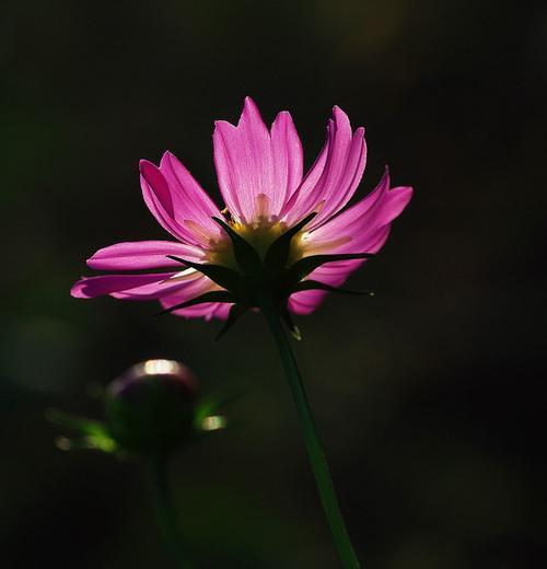 黑色波斯菊花语