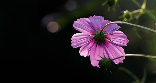 黑色波斯菊花语