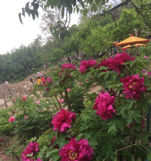 红牡丹花（揭示红牡丹花的花语和象征意义）