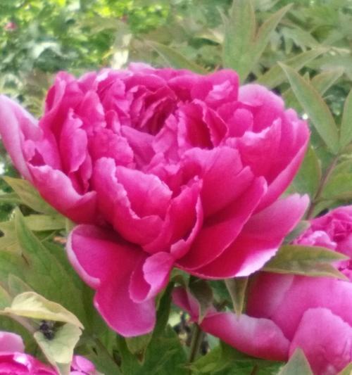 红牡丹花（揭示红牡丹花的花语和象征意义）