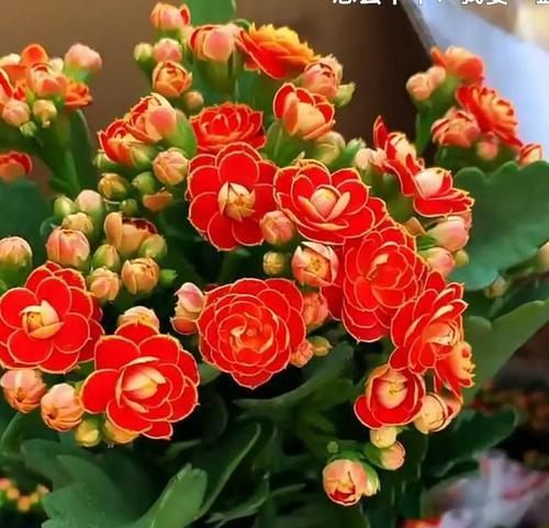 红色长寿花花语-传承生命之美（以红色长寿花为纽带）