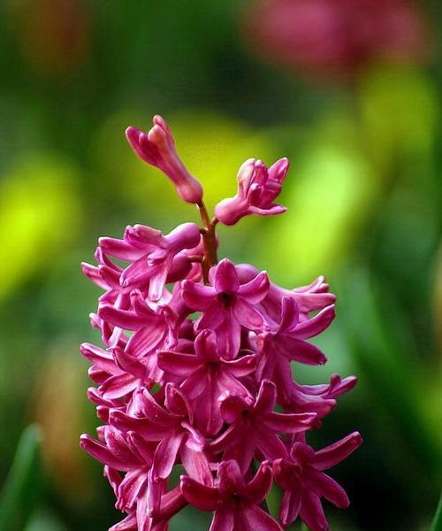红色风信子花语（红色风信子的美丽和寓意）