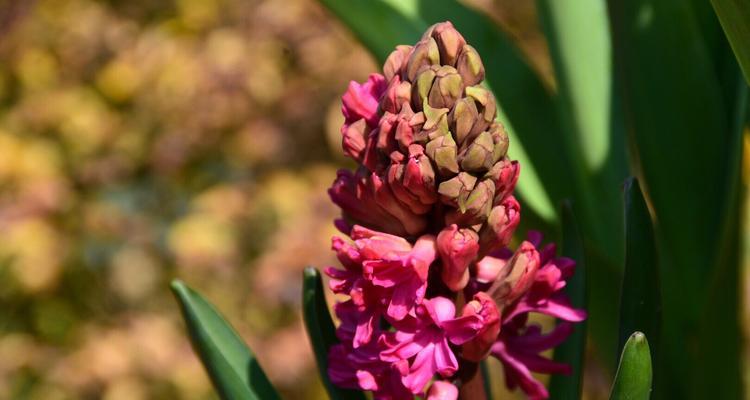 红色风信子花语（红色风信子的象征意义与美丽传说）